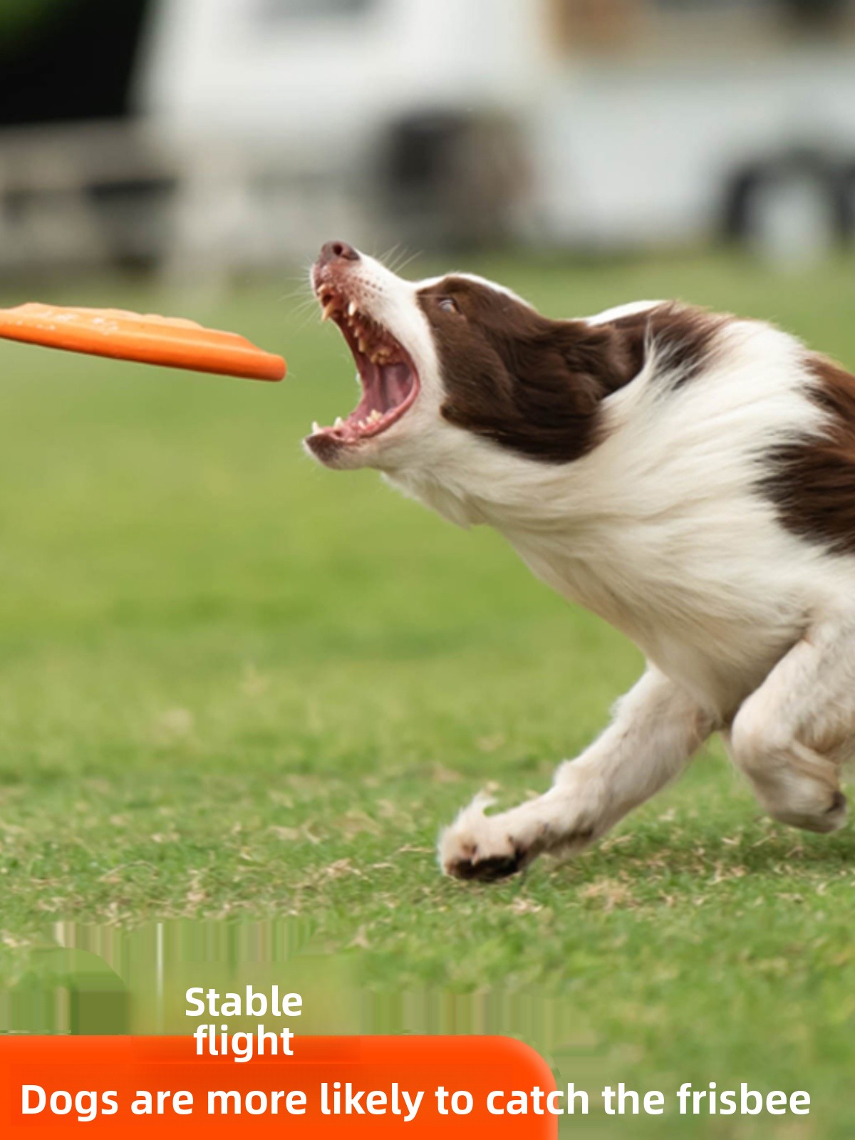 Köpek Uçan Diski Yumuşak Dayan - Flying Disc Dog Training Toy incelemesi ve fiyatı