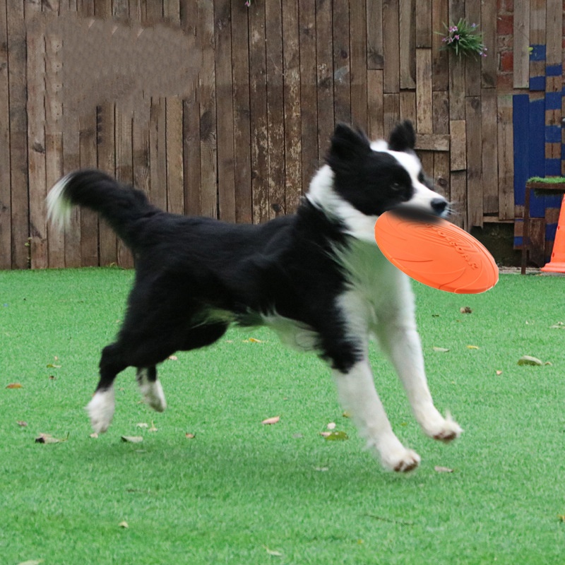 Köpekler ve Kediler için İnter - Flying Disc Dog Training Toy incelemesi ve fiyatı